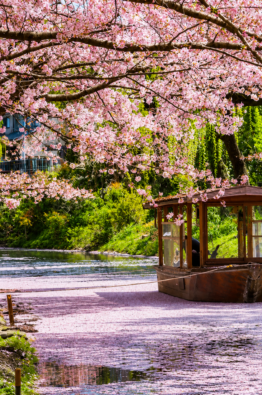 Japan Group Trip